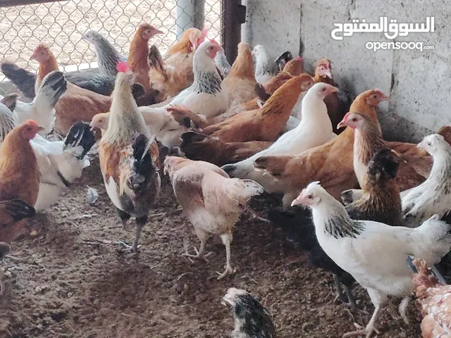 دجاج جميع السلالات للبيع جميع الاعمار