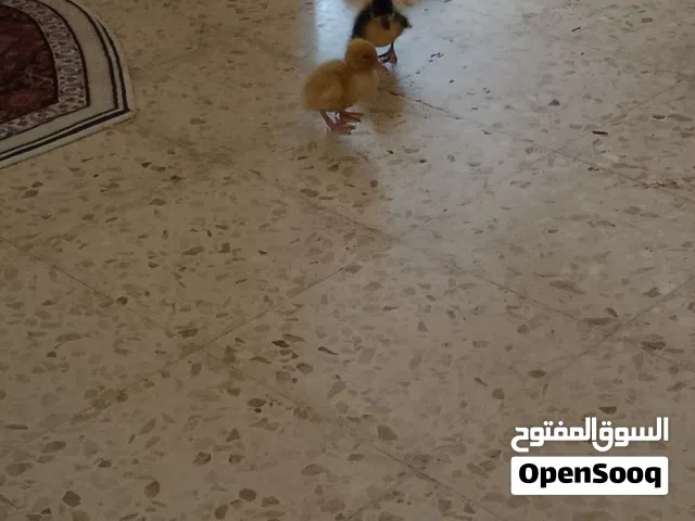 بطتين صغار للبيع