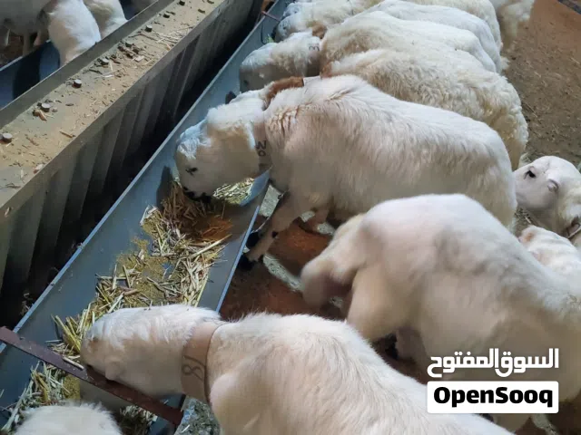 اضحيه العيد النضيفه
