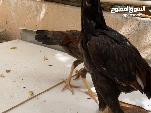 ديك و دجاج باكستاني مستوى قوي