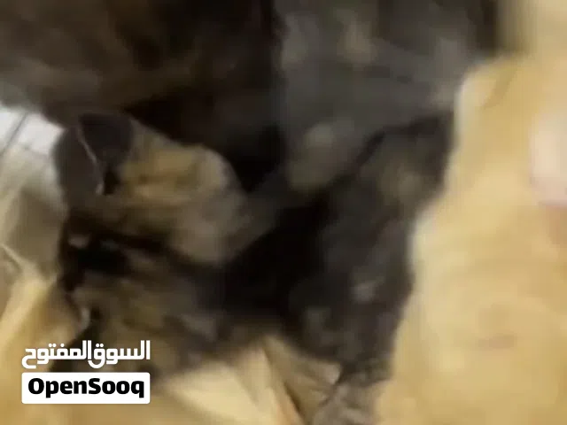 للبيع قطه عينك على لوصف