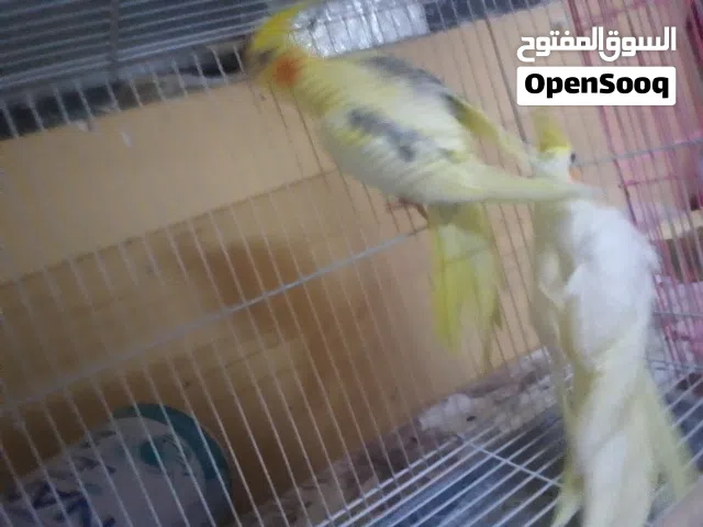 زوج كوكتيل