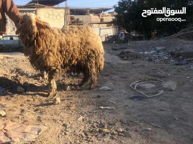 السلام عليكم  خروف للبيع  ادخل  على  الوصف