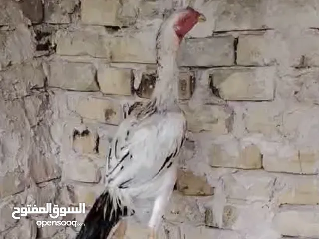 مخلف للبيع