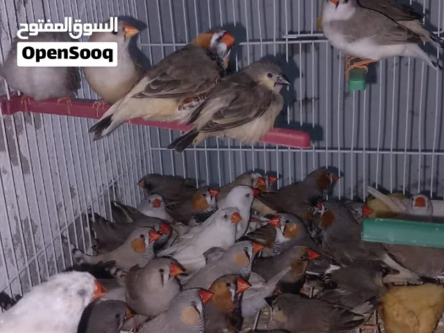 حظيره زيبره