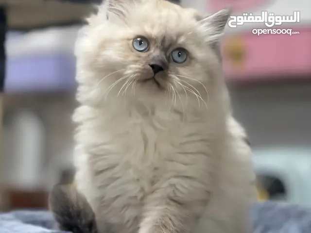فندقة عناية ورعاية للقطط والحيوانات الاليفه