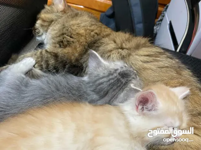 3 cats for adoption