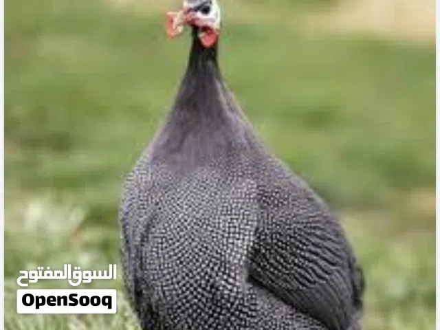 صوص دجاج فرعوني