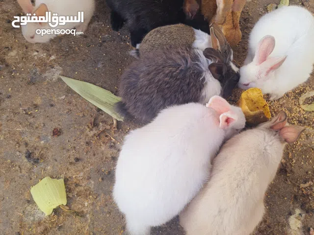 ارانب  جميلة