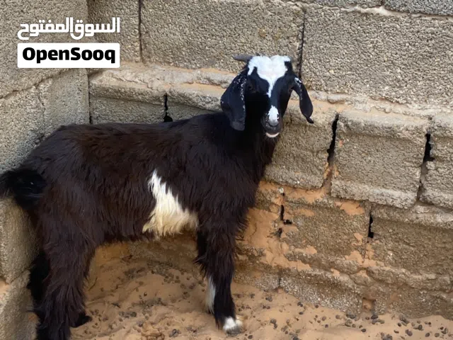 جدي ربي يبارك