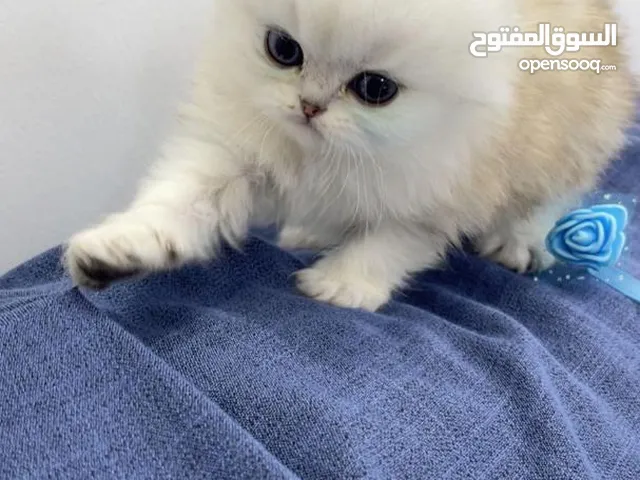 سكوتش هايلاند لونج هير دبل فولد ns12 / ny12
