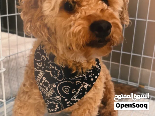 كلب بودل بيور للبيع