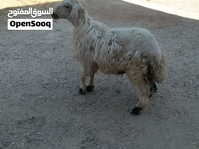 خروف وعبور للبيع
