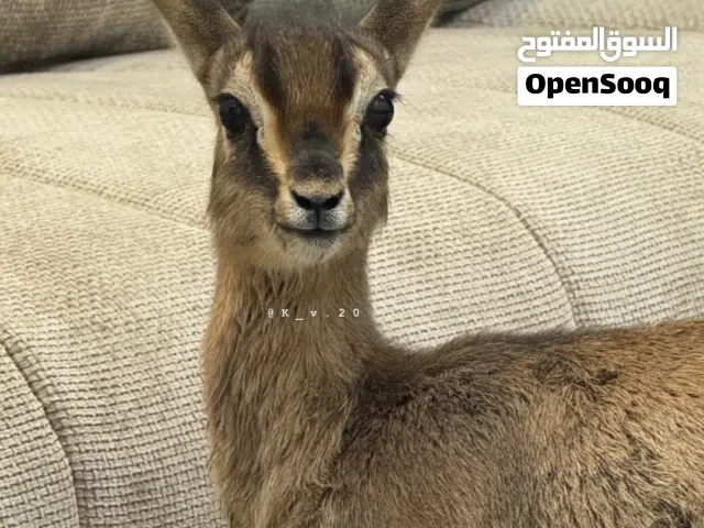 نوفر غزلان حسب الطلب