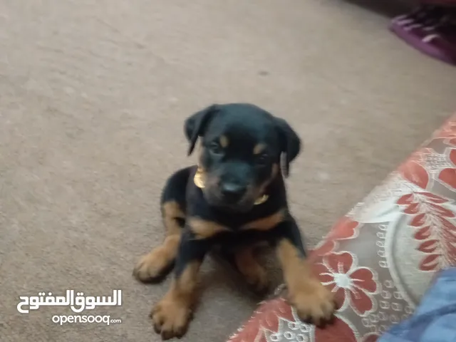 جرو روت والير الماني بيور ميه بل ميه دم صافي