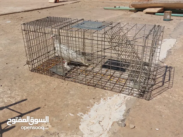قفص مخصص لصيد القطط والحمام