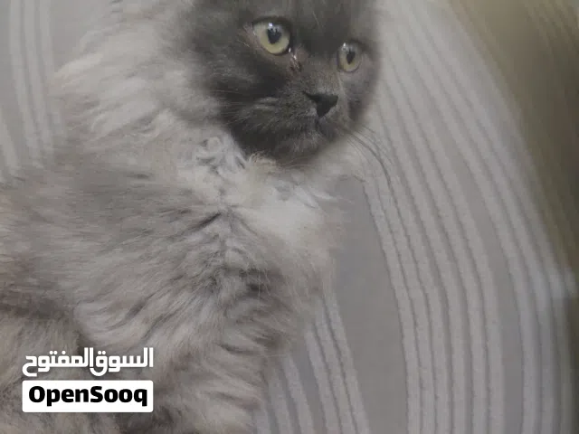 سنورة / قط للبيع شهرين وصحية مشاءالله تبارك الله