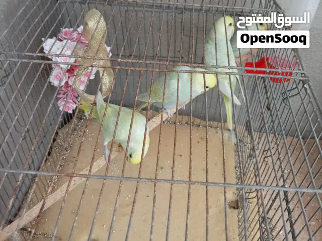 السلام عليكم ورحمه الله موجود2كوبيات  طيور بقلينو رينبو للبيع