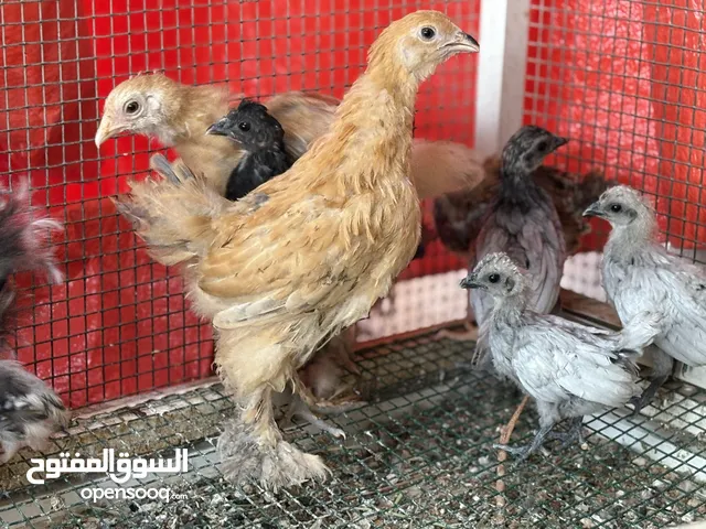 انواع دجاج مختلفة للبيع