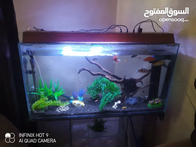 حوض سمك ومعه اسماك للبيع بسعر مغري