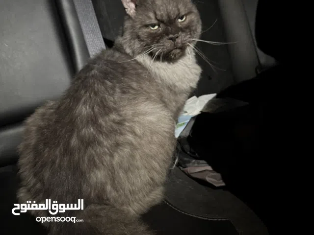 cat free for adoption urgent