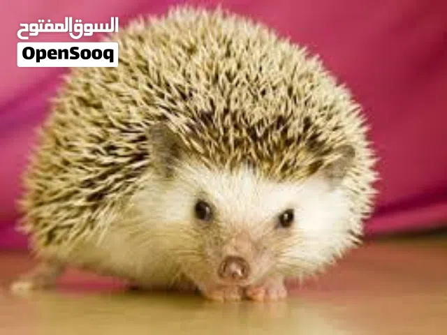 موجود زوج قنفذ مقزم  مستورد تربيةز زيينه  قنفز  قنافذ عدد اثنين  اليف يعني لما مابخاف ولا بتخبى