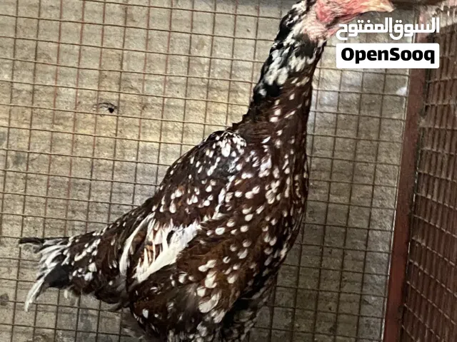 دجاجة بنجاب