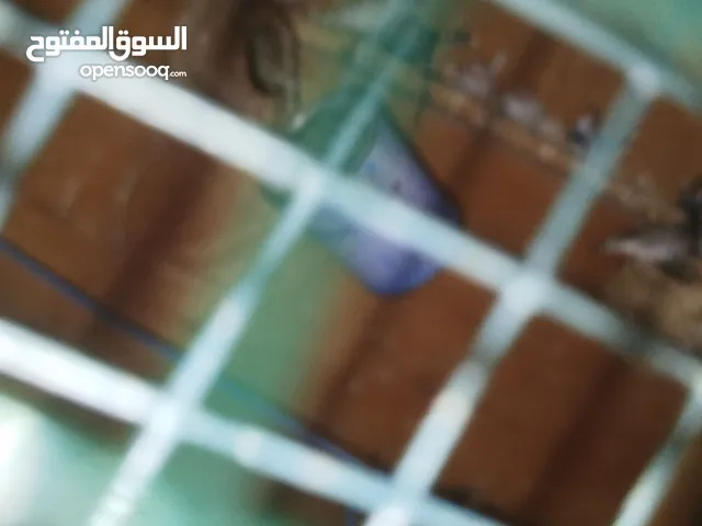 عصافير زيبرا