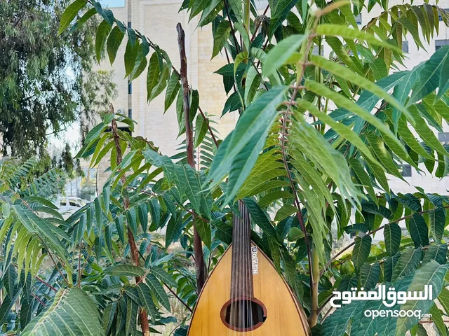 عود عراقي للبيع