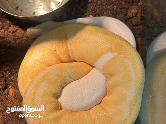 افعاء بول بايثن
