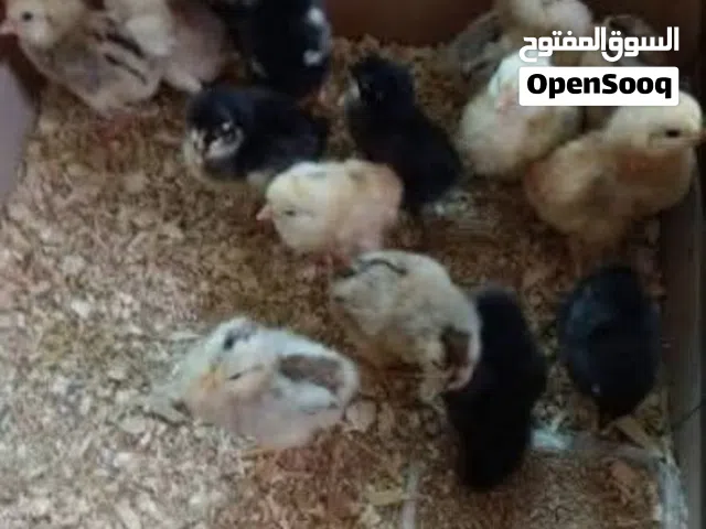 مطلوب فقاسة توماتيك مستعملة حجم صغير بسعر مقبول