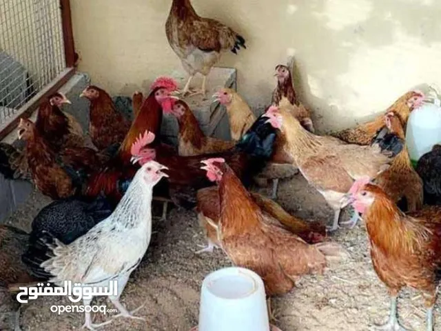 دجاج بلدي بيضات