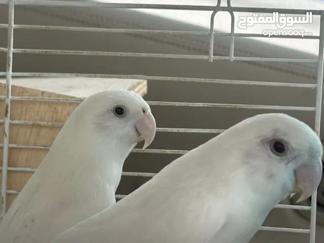 لوف بيرد البينو