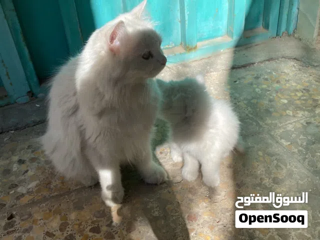 قطتين للتبني