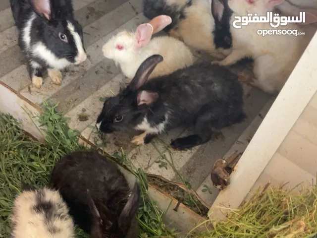 ارانب عمانيه