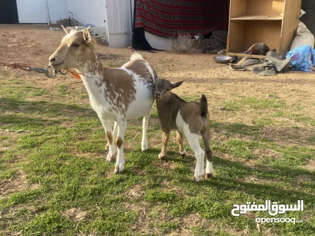 ماعز مش مبدله