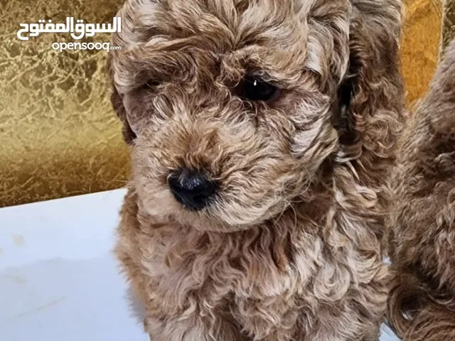 2 months old Toy Poodle