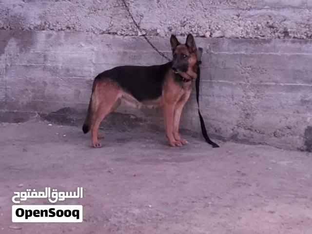 انثي جرمن ورك لاين شورت هير  تصلح للانتاج حنونه جدا ان شاء الله  العمر سنتين ونص سعر حرق