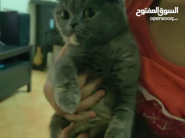 Cat female Scottish fold  قطة أنثى سكوتش عمر 9سهور