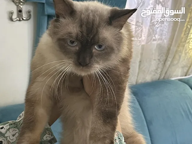قطط هملايا نظيفه وممتازه للأطفال