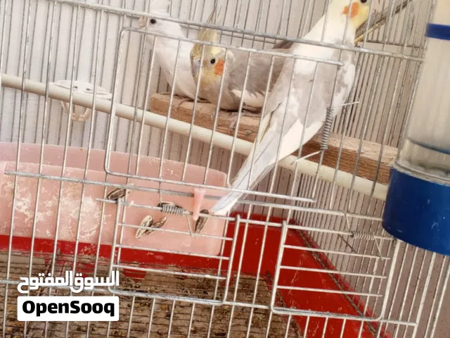 كوكتيل الواحد بسعر