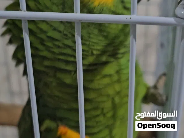 ببغاء امازوني بلوفرنتد (حق الضحك هههههههه)
