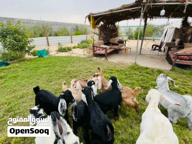 تيوس عوارض لباني بري بلدي فل نظاف