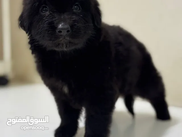 German SHEPARD DOG AVAILABLE كلب الراعي الألماني متوفر