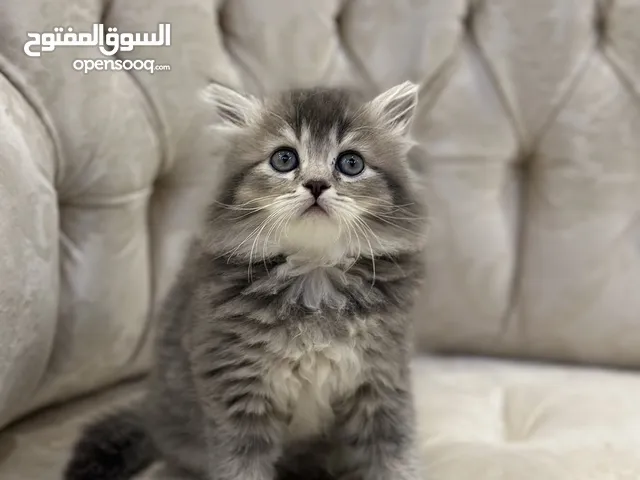 شيرازيات- سكوتش ستريت
