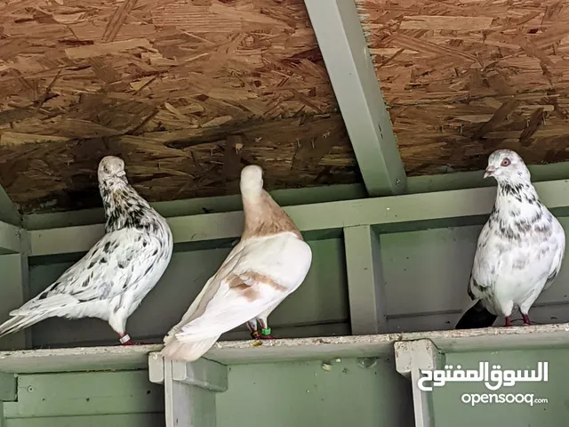 Pigeons for sell
