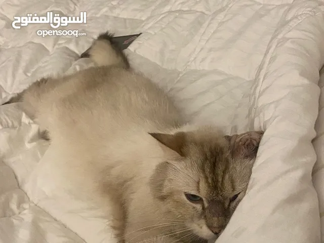 قطة للتبني مجانا Free cat for adoption