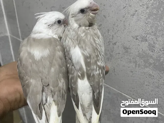 فروخ كروان  غرهولندي هيفي بايدوتايقر