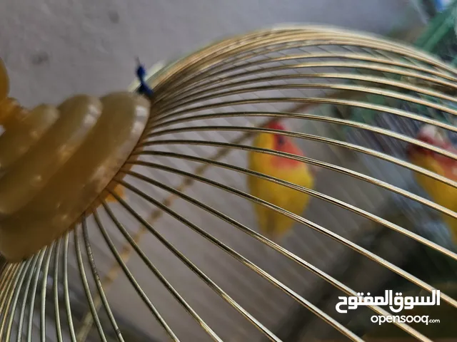 طيور الكروان