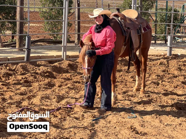 صبره لتدريب وترويض الخيول Sabra Performance Horse Training